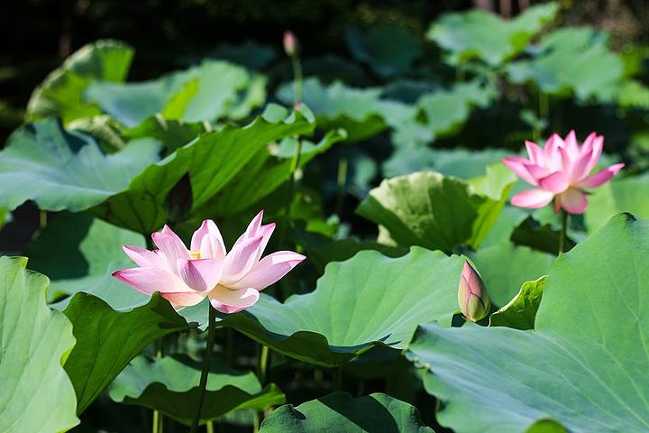 放生要注意什么