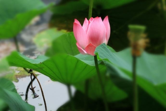 想要去除妄念怎么做