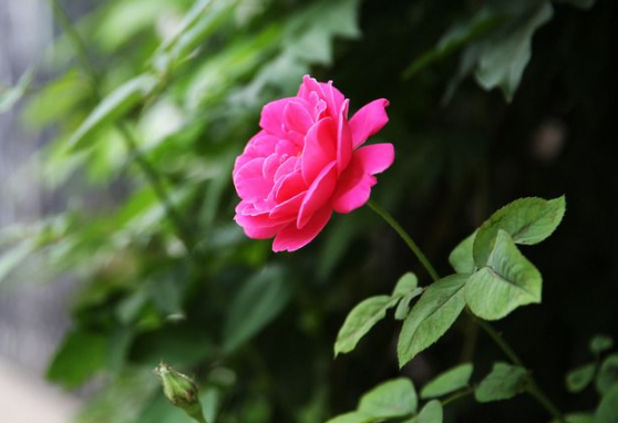 https://m.dadou.net/fxzt/bcf/176295.html