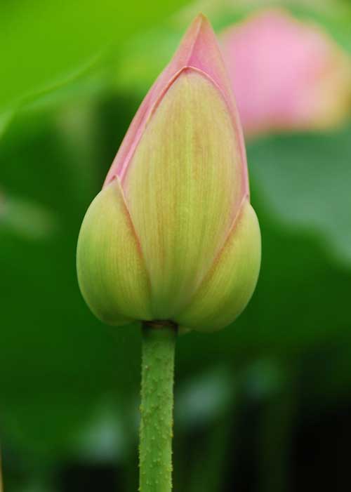太虚大师：金刚般若波罗蜜经讲