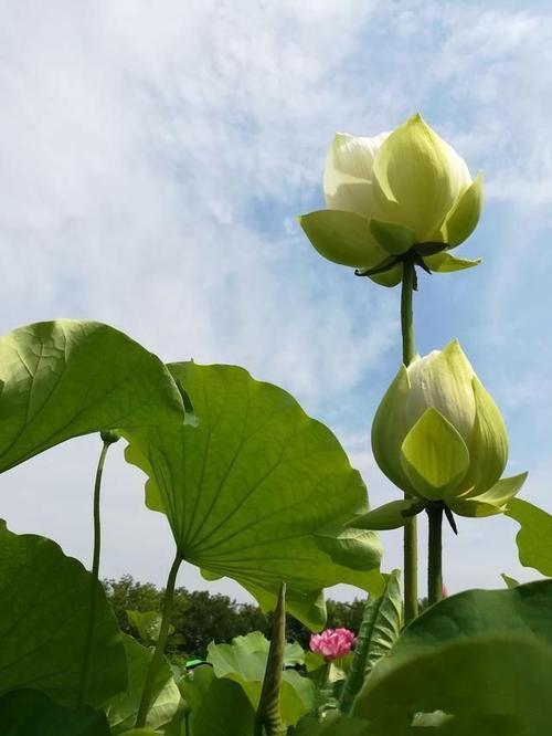 道谛是什么意思