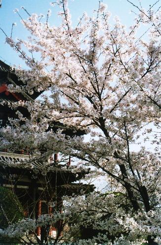 道谛简介