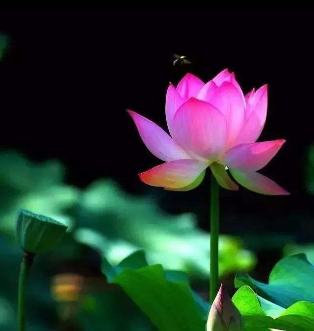 念军荼利明王真言的真实经历