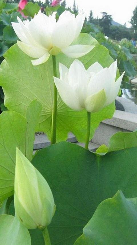 军荼利明王饭前供养法