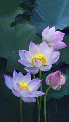 斗战胜佛是什么佛