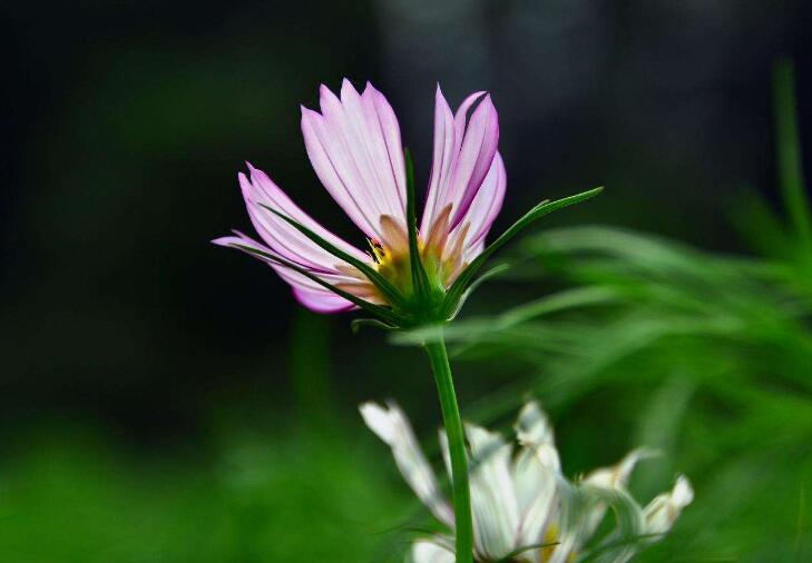 芭蕉罗汉的简介