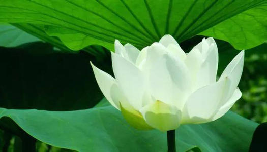 什么是菩萨法界