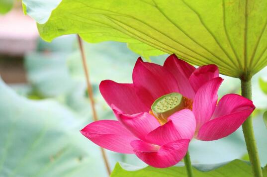 什么是布施波罗蜜