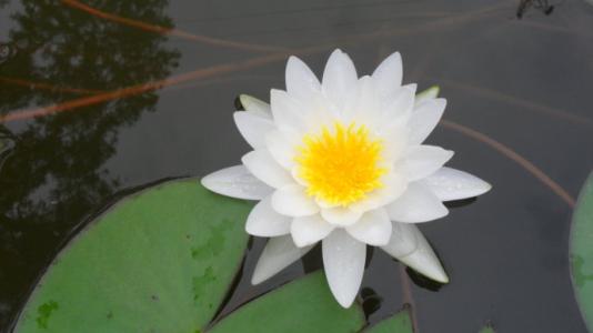 悟显法师开示：布施波罗蜜