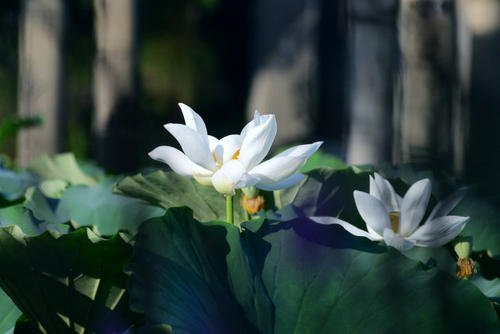 智顗大师的详细介绍