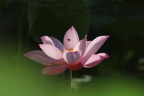 智顗大师的详细介绍