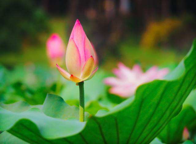 智顗大师的功德