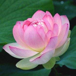 智顗大师的生平事迹
