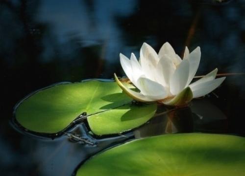 天皇道悟禅师生平简介