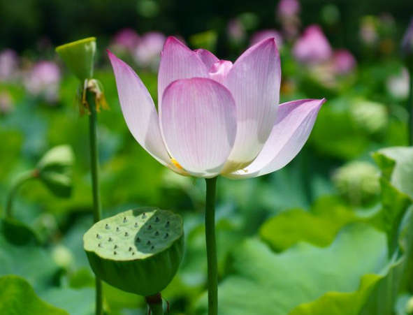 跏趺是什么意思