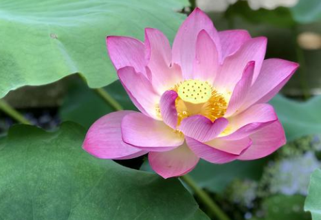 曹山本寂禅师的示徒偈是什么