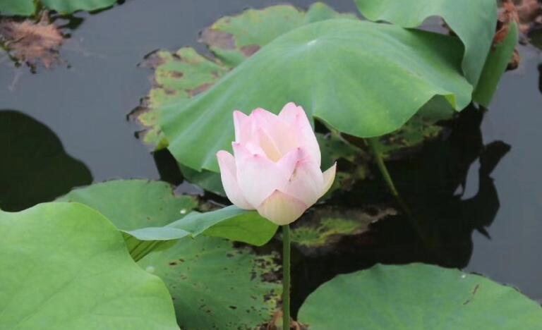 四依法是指什么