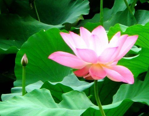 多罗那他与六支瑜伽