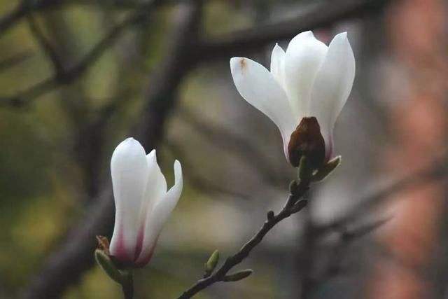佛教四大吉花是哪四种花