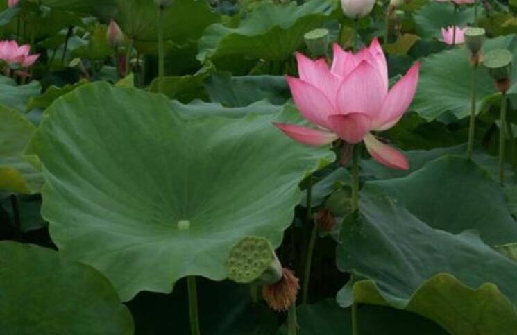 佛教四大吉花之优昙花