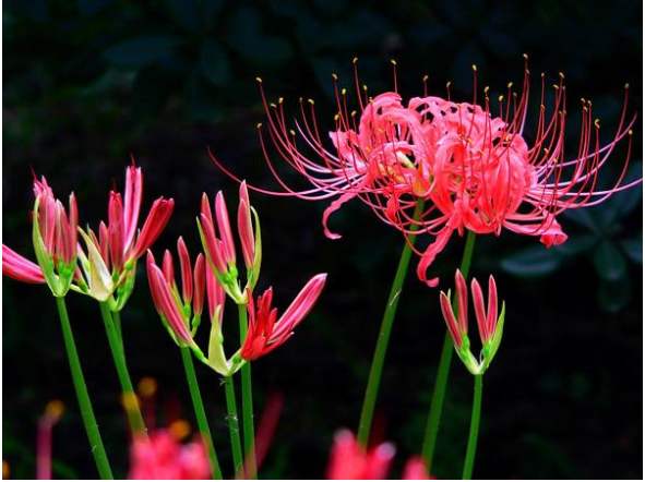 佛教四大吉花之优昙花