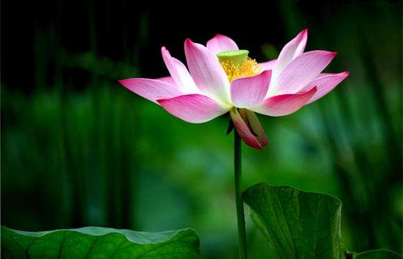 被佛教称为佛教四大吉花的是哪些花