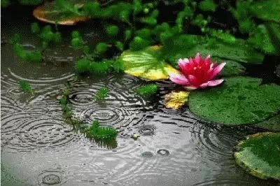 金刚橛象征什么