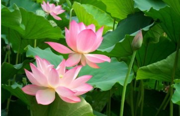 省常大师的思想是什么