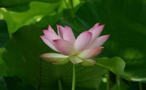藕益大师的简介