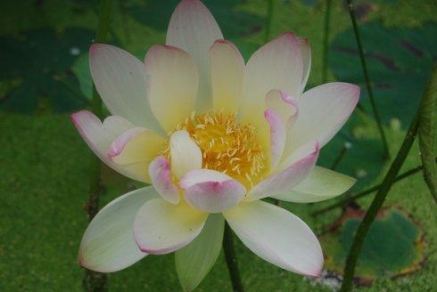 省庵大师的佛学思想是什么