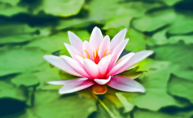 修六妙门的方法是什么