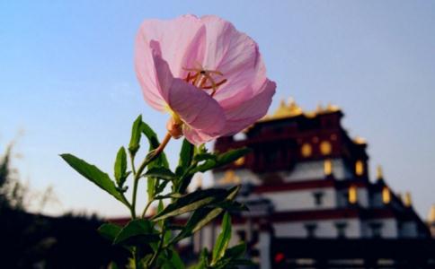 如何理解不变随缘