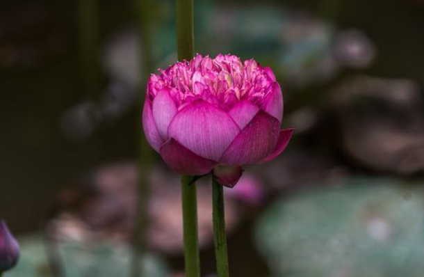 四智菩提是什么