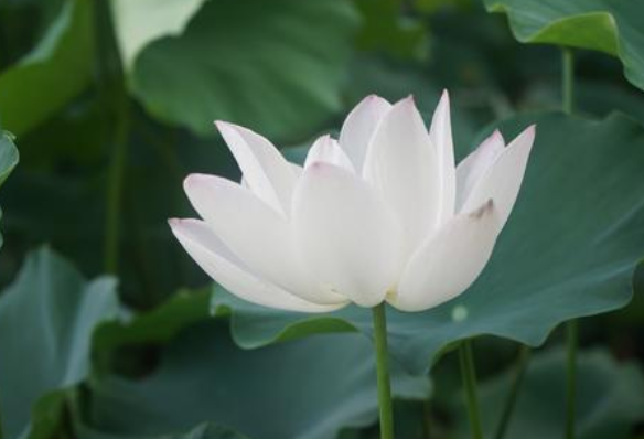 三分科经之流通分的详解