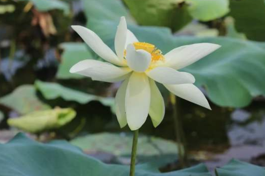 五蕴六尘之六尘指的是什么