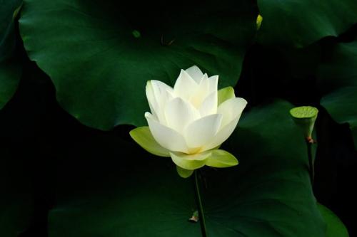 龙华三会是什么意思