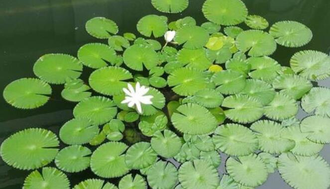 开示：“莲花”象征着什么呢