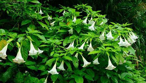 大悲咒日念1000感应