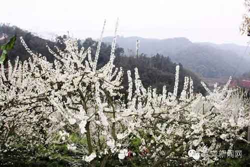 大方广佛华严经白话文讲解（第六十九卷）