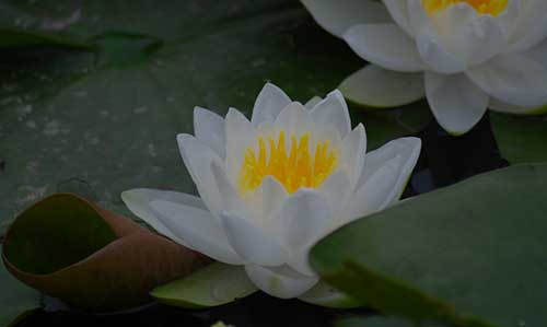 白衣大士神咒感应录