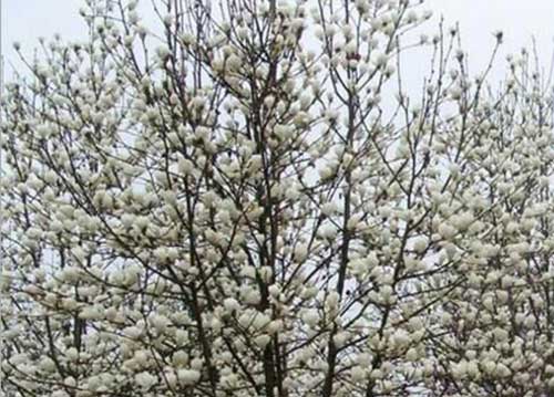 在家居士怎么读楞严经