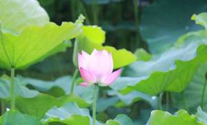白衣大士神咒什么意思