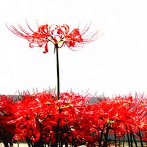 大黑天财神咒全文
