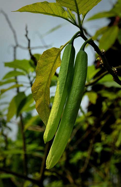 文殊师利菩萨神咒