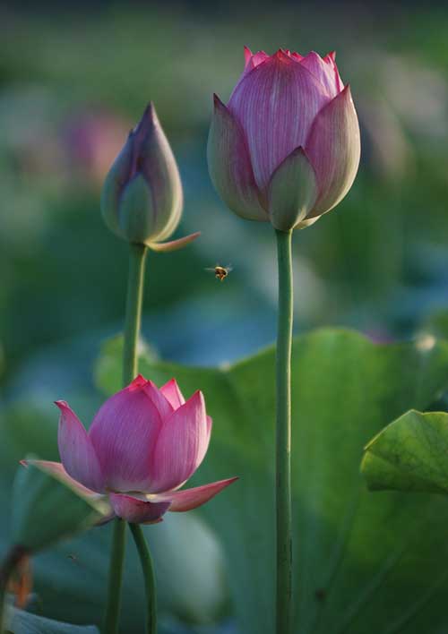 药师经求财感应