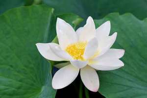 刘素青居士往生纪实