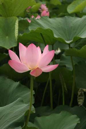 抄写白衣大士神咒