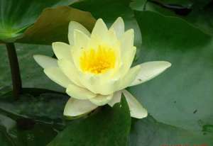 圣严法师心经禅解