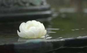 随缘消旧业 莫再造新殃