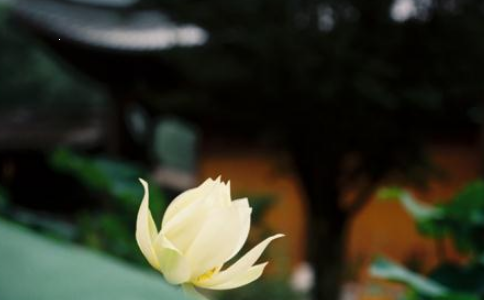 学佛是为了了生死，不是谈什么功德的